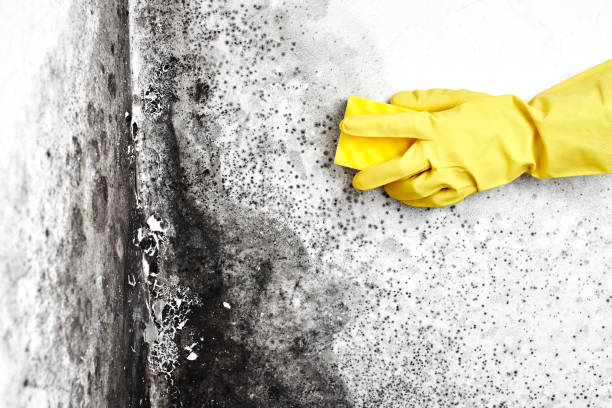 Best Insurance-Related Mold Remediation in Hillsboro, KS