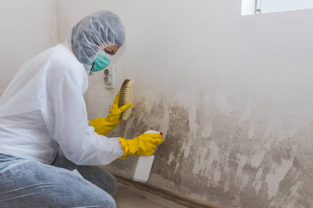 Best Post-Flood Mold Remediation in Hillsboro, KS
